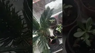 Мой Цикас отрастил два новых листа.
