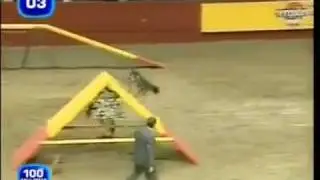 Miracle Dog