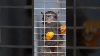 Squirrel monkeys#worth 10 lakhs#tvm pallichal# popular farm house#