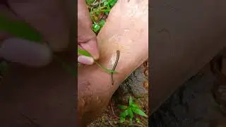 ಮಲೆನಾಡಿನ ಮಳೆಗಾಲದ ಮಿತ್ರ. ಜಿಗಣೆ, #leech #jigane #mrbroarts #nature #malenadu #karavali #uttarakannada