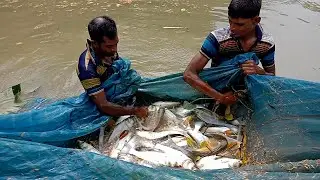 Big silver carp fish hunting | Traditional Village fishing | net fishing video