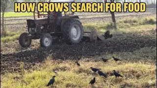 Crows vs. Tractor: How Smart Birds Find Food After Plowing!