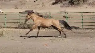 Spanish Barb Stallion - Pure Sulphur Strain
