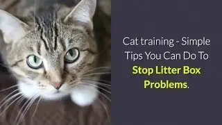 Cat training - Simple tips You Can Do To Stop Litter Box Problems