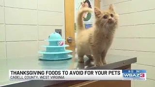 Thanksgiving foods to avoid for your pets