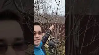 Taierea pomilor pentru &icirc;ncepători!