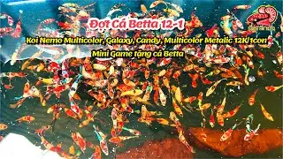 Đợt Cá Betta Thuỷ Sinh 12-1 Black Base, Multicolor, Galaxy, Candy Giá 12K/1con ! 