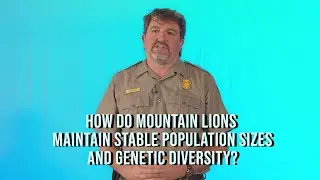 How do mountain lions maintain stable population sizes & genetic diversity?