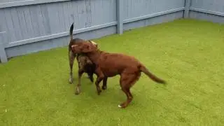 Bailey & Brewer