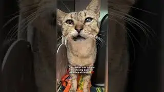 Every donation matters, link in bio🥹❤️#cats #pets #shelter #paws