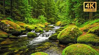 Relaxing River Sounds with Gentle Birds Chirping | Peaceful Nature Ambience for Sleep & Relax