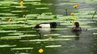 Beautiful Duck in Wildlife 🦆✨  Cute Duck Swimming in Nature Wild Duck Drinking Water
