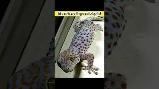 छिपकली अपनी पुंछ क्यूँ छोड़ देती है? #shorts #youtubeshorts #trandingshorts #lizard