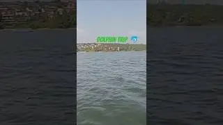 Coco Beach/Dolphin show #dolphin #travel #explore #goa #shortvideo #goadiaries