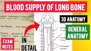 Blood supply of long bone 3d anatomy | General anatomy | Mad for MBBS