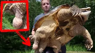 DISGUSTING SACK GROWING OUR GIANT ALLIGATOR SNAPPER