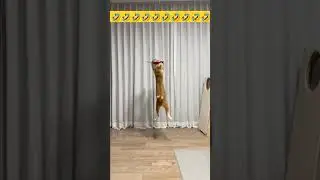 Cute Cat Video Compilation Viral Amazing Funny Kitten Love YouTube Shorts #cats #amazing #trending
