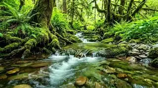 Soft Stream Flowing in Forest, Gentle Water Sounds and Birds Singing, Natural Relaxation ASMR