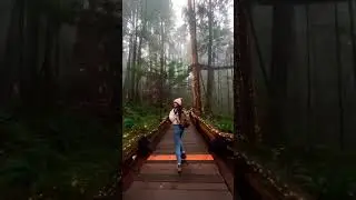 Most beautiful Forests on earth 🌎 place that don't feel real #viral