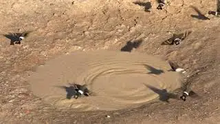 Hummingbird Moths Puddle