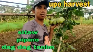 Sitaw pipino dag dag tanim at upo harvest