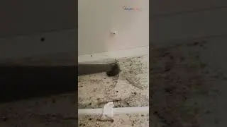 HEPA Vacuum Mold Removal