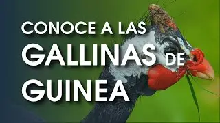 Gallina de guinea 🐔 Caracter&iacute;sticas, temperamento , historia y m&aacute;s