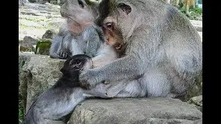 Mom monkey Merry warning and give a special lesson weaning baby Sherri.