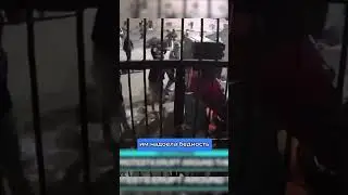 Вторая волна восстания зумеров