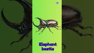 ABC Insects | Letter E | Earthworm, Elephant beetle, and Earwig | Bubbly bugs