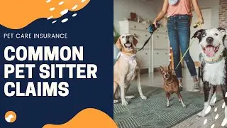 Common Insurance Claims for Pet Sitters