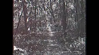 lost forest way (horror music)