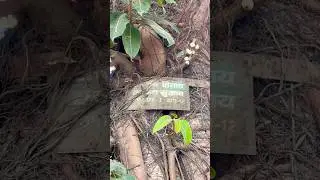 trees plant Info :  saved billions of trees in India/ by removing tree guard from tree #savetrees
