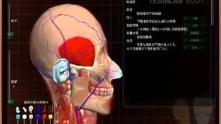 3D人体解剖webサイト TEAMLAB BODY ： 頭部の痛み ・ 熱