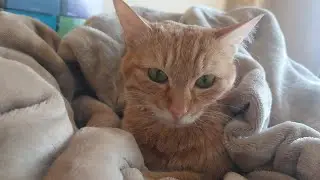 また毛布かけてあげました。#cat #cute #cutecat #orangecat #猫 #かわいい #かわいい猫 #茶トラ #癒し #猫のいる暮らし #ねこのいる生活 