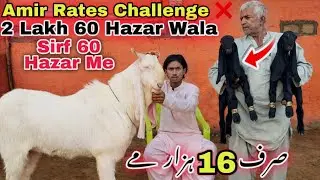 Sindhi Hotel Bakra Mandi 🚨 Se Bhe Sasti Bakra Mandi | Bacho Wali & Dodh Wale Bakriyan 