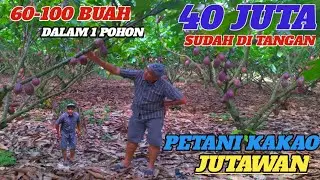 PETANI JUTAWAN SUDAH MENGHASILKAN 40 JUTA‼️MASIH LEBAT JUGA BUAHNYA