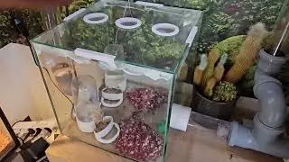 Atta laevigata - Die Kolonie nach 16 Monaten 🐜+🍄