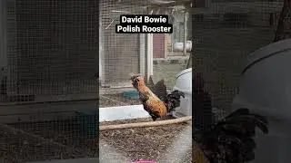 David Bowie, teenage Polish Rooster sings after being rescued! #chicken #davidbowie