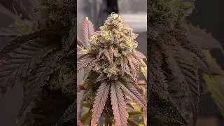 Sour Apple / New York Bag Seed #newyork #craft #cultivation