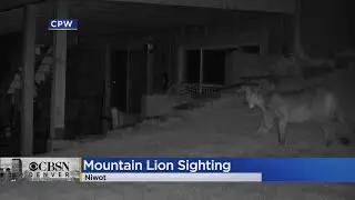 Warning Sent Out To Residents In Niwot After Night Cam Captures Images Of Stalking Mountain Lion