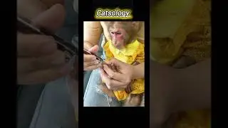 cutting nails by monkey baby🥰 #shorts #tiktok #bandar #macaque #monkey #catsology
