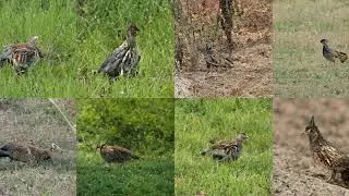 Generating Ruffed Grouse, Partridge, Bonasa Umbellus with Deep Learning
