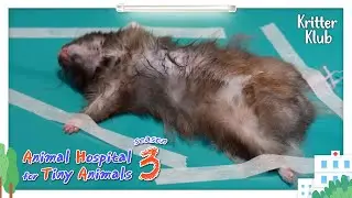 Today's Patient: Golden Hamster I Animal Hospital For Tiny Animals 3