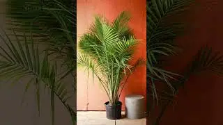 Types of Palm Trees You Can Grow Indoors #plants #houseplants #palm