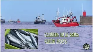 Costera de la xarda.