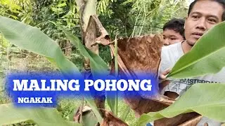 TEYENG MALING POHONG//EPS 6