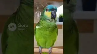 Kesha is warning everyone! Weekend warning! 🦜🍷#shorts #parrot #humor #weekend #wine
