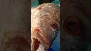 Heera Fish #shorts #youtubeshorts