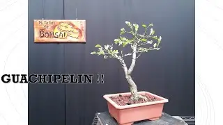 GUACHIPELIN, Diseño y TRUCO de alambrado